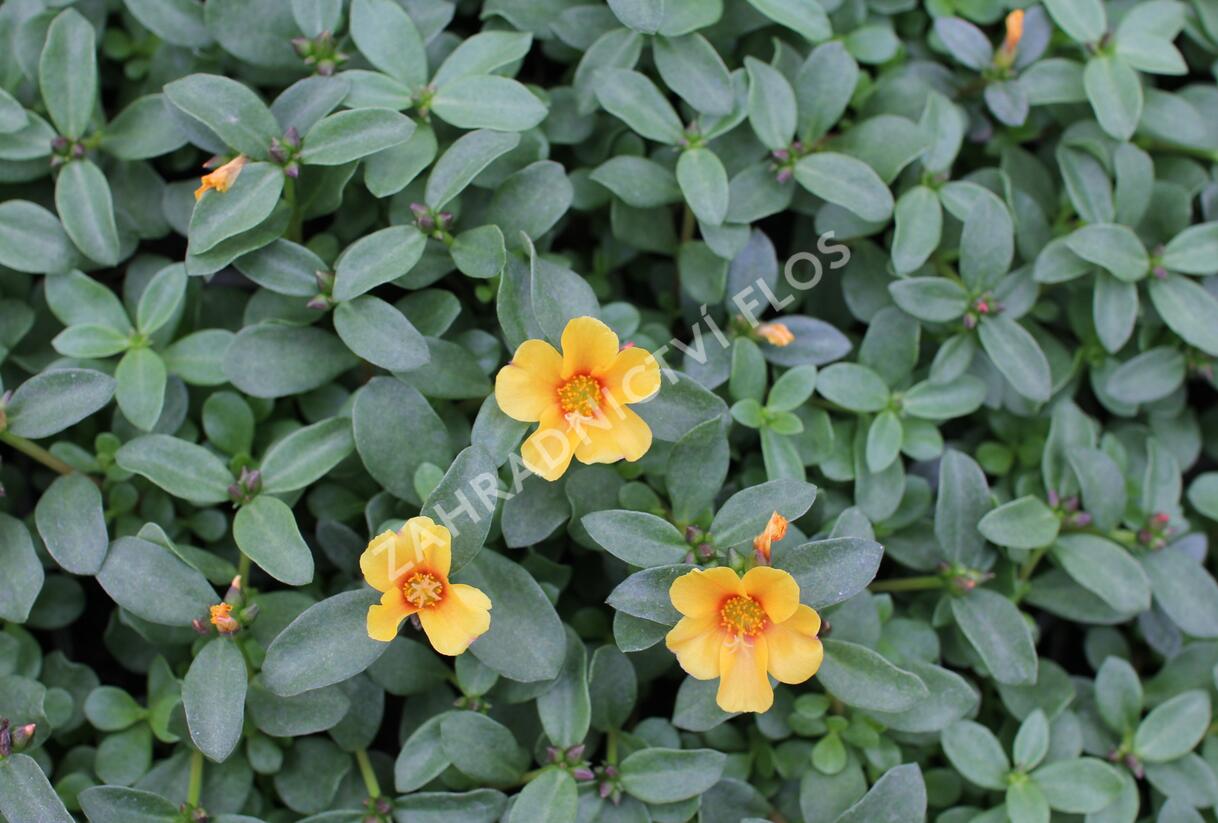 Šrucha 'Pazzaz Nano Mango' - Portulaca umbraticola 'Pazzaz Nano Mango