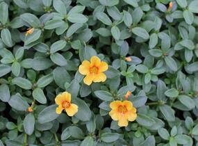 Šrucha 'Pazzaz Nano Mango' - Portulaca umbraticola 'Pazzaz Nano Mango