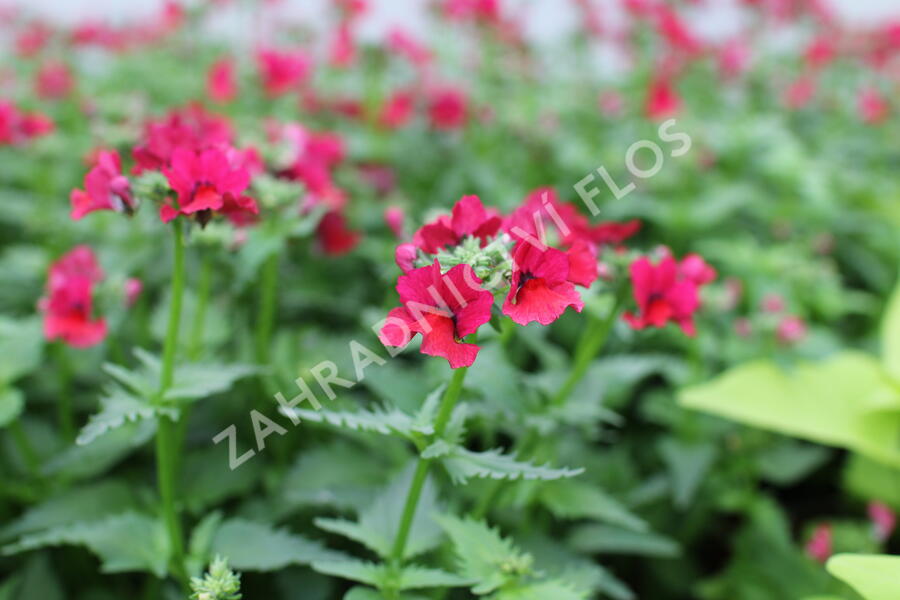 Hledíkovka 'Nesia Burgundy' - Nemesia hybrida 'Nesia Burgundy'
