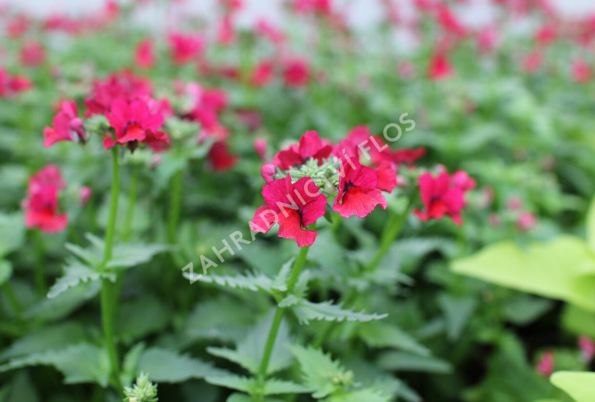 Hledíkovka 'Nesia Burgundy' - Nemesia hybrida 'Nesia Burgundy'