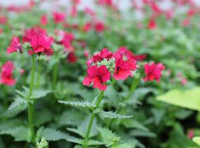 Hledíkovka 'Nesia Burgundy' - Nemesia hybrida 'Nesia Burgundy'