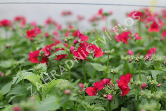 Hledíkovka 'Nesia Burgundy' - Nemesia hybrida 'Nesia Burgundy'