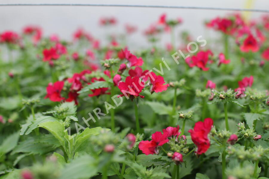 Hledíkovka 'Nesia Burgundy' - Nemesia hybrida 'Nesia Burgundy'