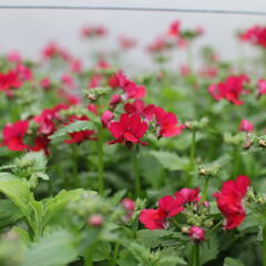 Hledíkovka 'Nesia Burgundy' - Nemesia hybrida 'Nesia Burgundy'