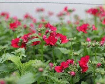 Hledíkovka 'Nesia Burgundy'