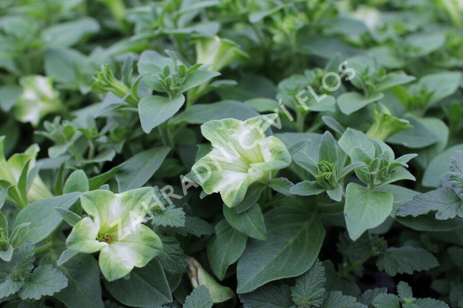 Petúnie 'Ray Pistachio Cream' - Petunia hybrida 'Ray Pistachio Cream'