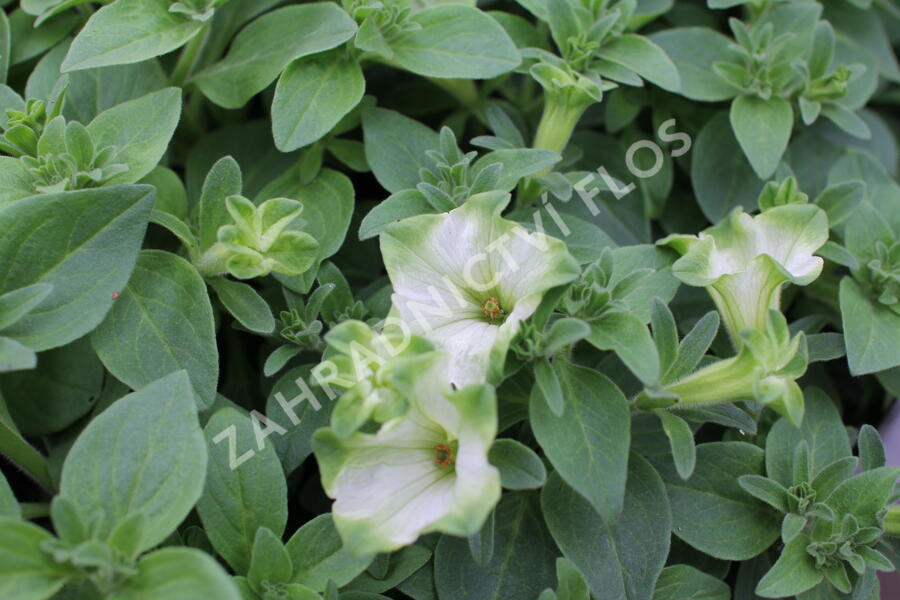 Petúnie 'Ray Pistachio Cream' - Petunia hybrida 'Ray Pistachio Cream'