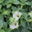 Petúnie 'Ray Pistachio Cream' - Petunia hybrida 'Ray Pistachio Cream'