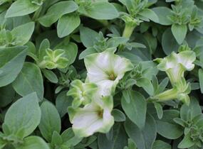 Petúnie 'Ray Pistachio Cream' - Petunia hybrida 'Ray Pistachio Cream'
