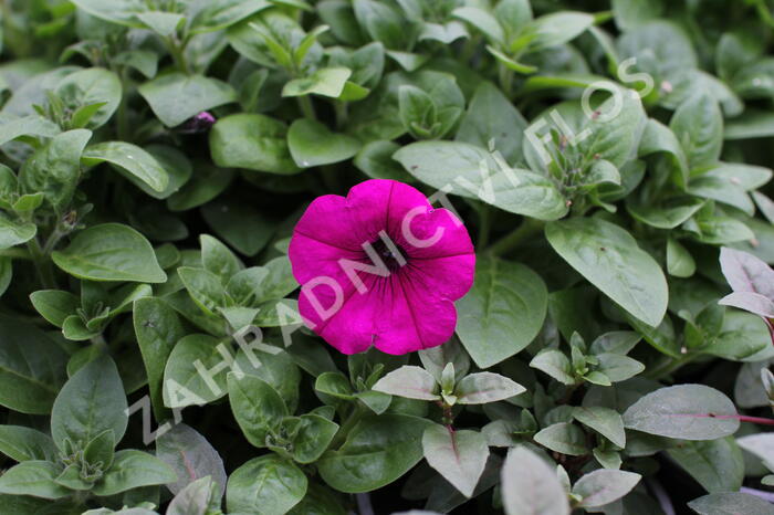 Petúnie 'Ray Fuchsia' - Petunia hybrida 'Ray Fuchsia'