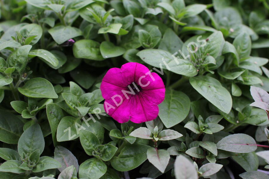 Petúnie 'Ray Fuchsia' - Petunia hybrida 'Ray Fuchsia'