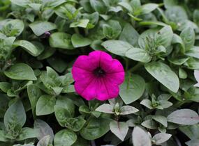 Petúnie 'Ray Fuchsia' - Petunia hybrida 'Ray Fuchsia'