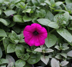 Petúnie 'Ray Fuchsia' - Petunia hybrida 'Ray Fuchsia'