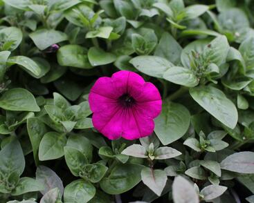 Petúnie 'Ray Fuchsia'