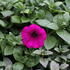 Petunia hybrida 'Ray Fuchsia'.JPG