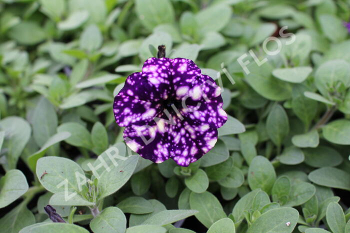 Petúnie 'Splash Dance Violet Vogue' - Petunia hybrida 'Splash Dance Violet Vogue'