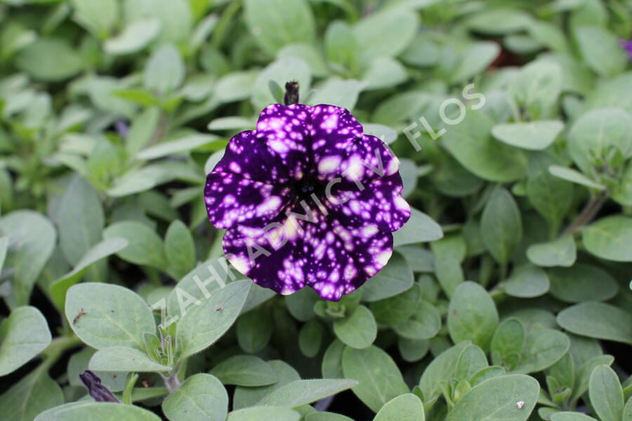 Petúnie 'Splash Dance Violet Vogue' - Petunia hybrida 'Splash Dance Violet Vogue'
