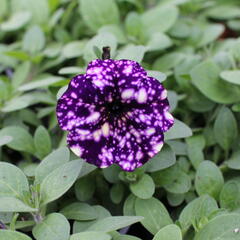 Petúnie 'Splash Dance Violet Vogue' - Petunia hybrida 'Splash Dance Violet Vogue'