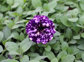 Petúnie 'Splash Dance Violet Vogue' - Petunia hybrida 'Splash Dance Violet Vogue'