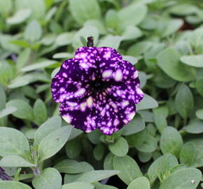 Petúnie 'Splash Dance Violet Vogue' - Petunia hybrida 'Splash Dance Violet Vogue'