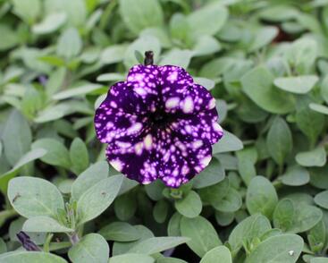 Petúnie 'Splash Dance Violet Vogue'