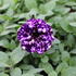Petunia hybrida 'Splash Dance Violet Vogue'_01.JPG