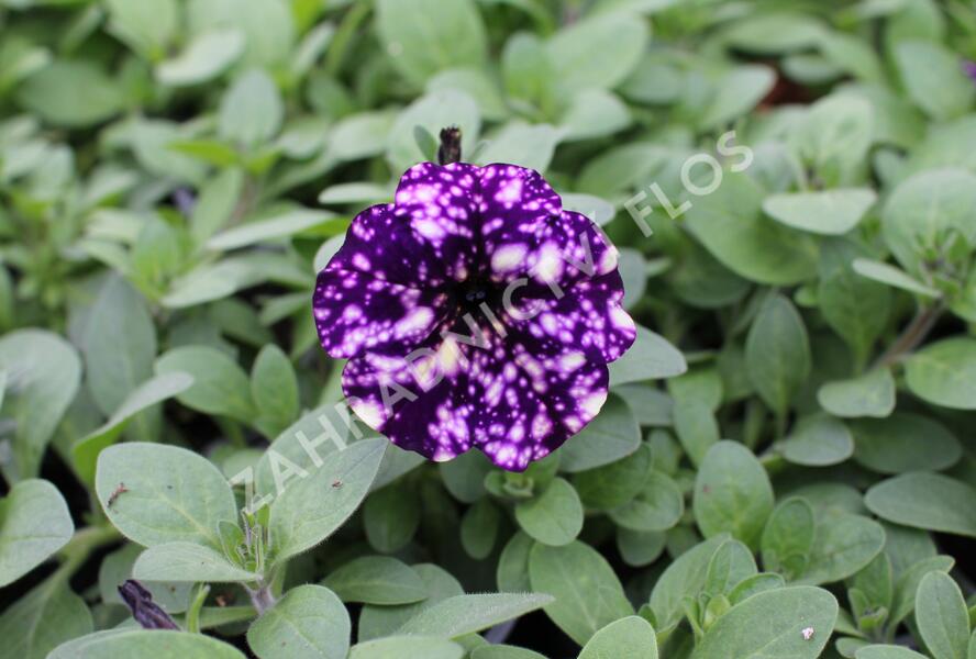 Petúnie 'Splash Dance Violet Vogue' - Petunia hybrida 'Splash Dance Violet Vogue'
