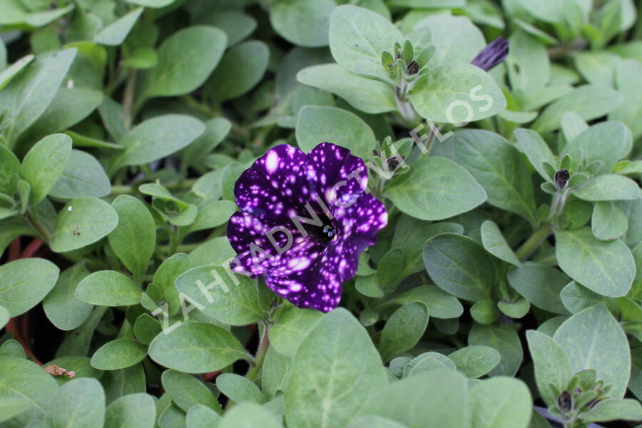 Petúnie 'Splash Dance Violet Vogue' - Petunia hybrida 'Splash Dance Violet Vogue'