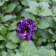 Petúnie 'Splash Dance Violet Vogue' - Petunia hybrida 'Splash Dance Violet Vogue'