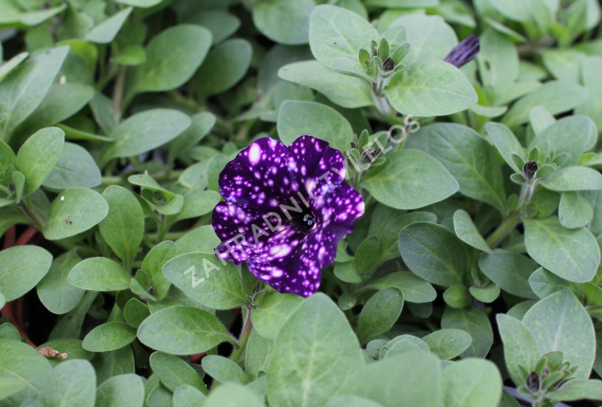 Petúnie 'Splash Dance Violet Vogue' - Petunia hybrida 'Splash Dance Violet Vogue'