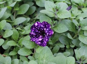 Petúnie 'Splash Dance Violet Vogue' - Petunia hybrida 'Splash Dance Violet Vogue'