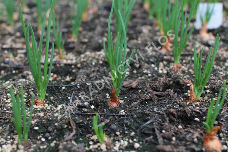 Cibule šalotka 'Golden Gourmet' - Allium cepa 'Golden Gourmet'