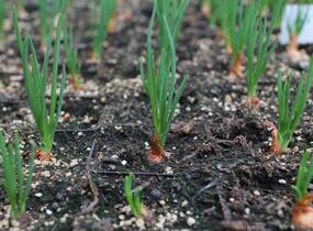 Cibule šalotka, žlutá 'Golden Gourmet' - Allium cepa 'Golden Gourmet'