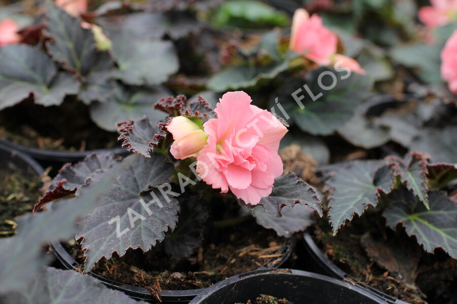 Begónie hlíznatá 'Nonstop Joy Mocca Rose' - Begonia tuberhybrida 'Nonstop Joy Mocca Rose'
