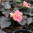 Begónie hlíznatá 'Nonstop Joy Mocca Rose' - Begonia tuberhybrida 'Nonstop Joy Mocca Rose'