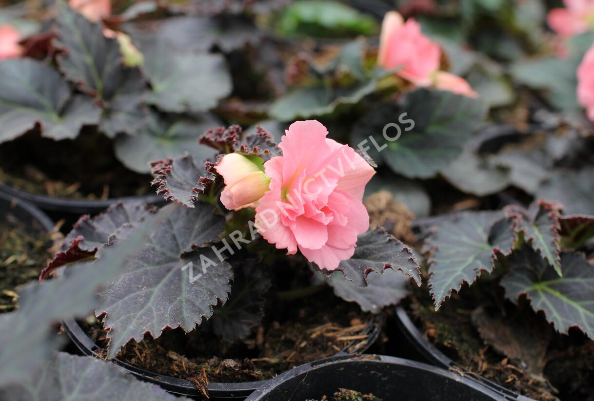 Begónie hlíznatá 'Nonstop Joy Mocca Rose' - Begonia tuberhybrida 'Nonstop Joy Mocca Rose'
