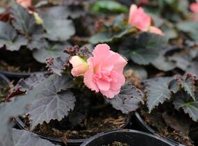 Begónie hlíznatá 'Nonstop Joy Mocca Rose' - Begonia tuberhybrida 'Nonstop Joy Mocca Rose'