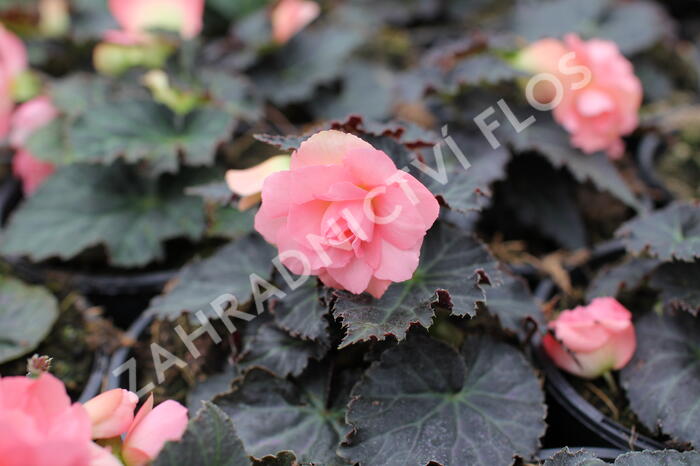 Begónie hlíznatá 'Nonstop Joy Mocca Rose' - Begonia tuberhybrida 'Nonstop Joy Mocca Rose'