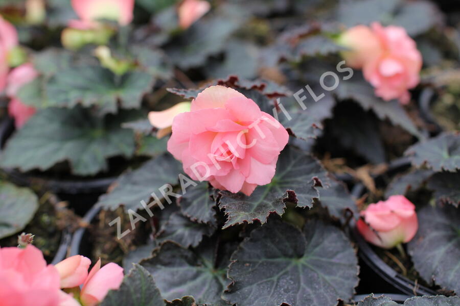 Begónie hlíznatá 'Nonstop Joy Mocca Rose' - Begonia tuberhybrida 'Nonstop Joy Mocca Rose'
