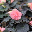 Begónie hlíznatá 'Nonstop Joy Mocca Rose' - Begonia tuberhybrida 'Nonstop Joy Mocca Rose'