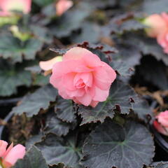 Begónie hlíznatá 'Nonstop Joy Mocca Rose' - Begonia tuberhybrida 'Nonstop Joy Mocca Rose'