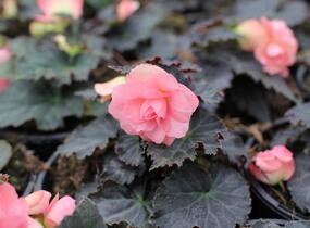 Begónie hlíznatá 'Nonstop Joy Mocca Rose' - Begonia tuberhybrida 'Nonstop Joy Mocca Rose'