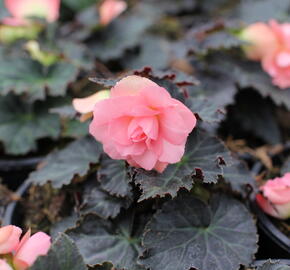 Begónie hlíznatá 'Nonstop Joy Mocca Rose' - Begonia tuberhybrida 'Nonstop Joy Mocca Rose'