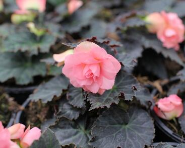 Begónie hlíznatá 'Nonstop Joy Mocca Rose'