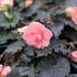Begonia tuberhybrida 'Nonstop Joy Mocca Rose'.JPG