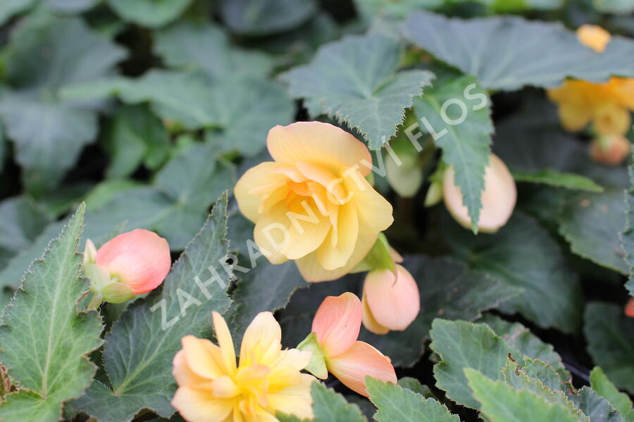 Begónie hlíznatá 'Illumination Apricot' - Begonia tuberhybrida 'Illumination Apricot'