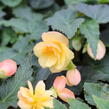 Begónie hlíznatá 'Illumination Apricot' - Begonia tuberhybrida 'Illumination Apricot'