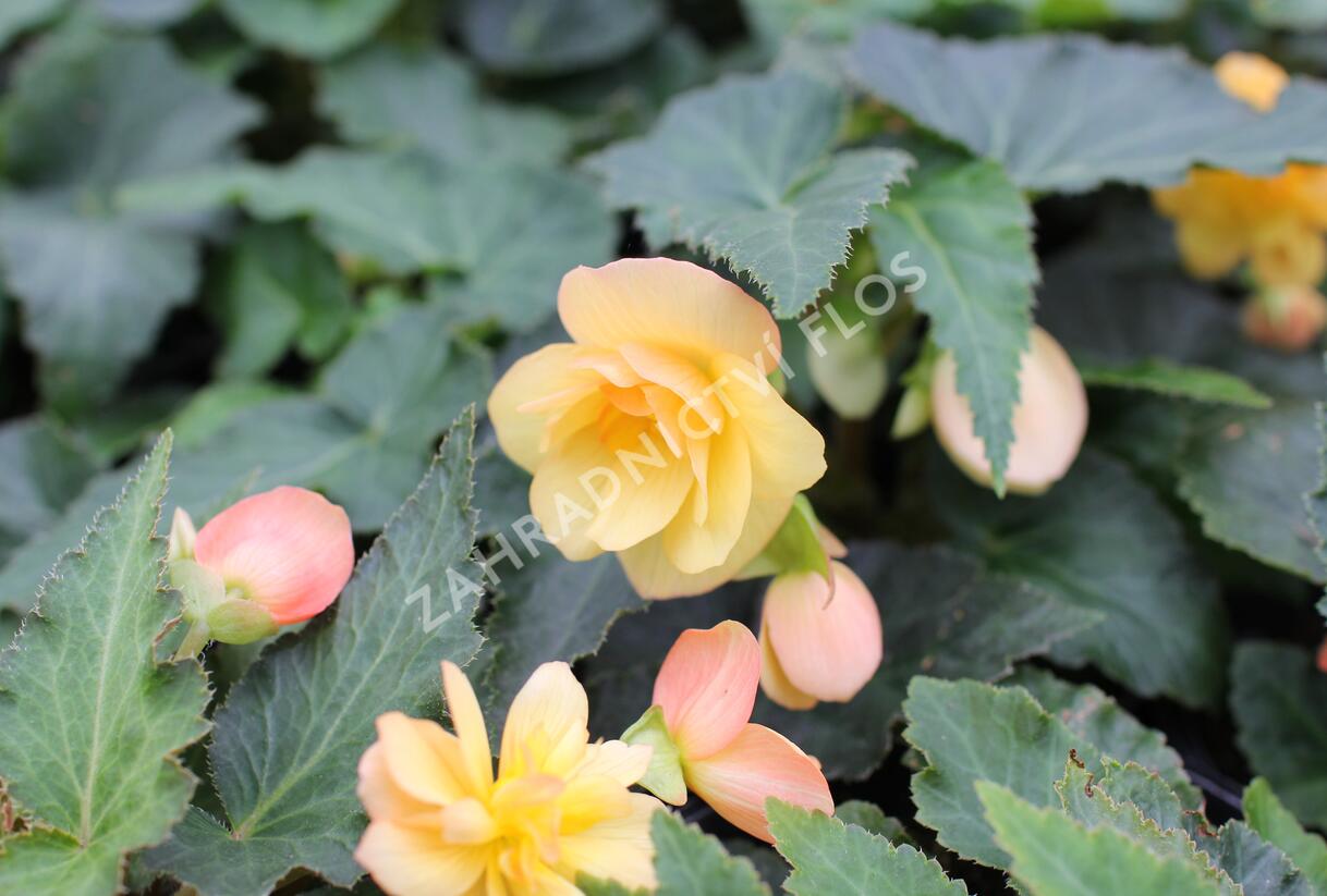 Begónie hlíznatá 'Illumination Apricot' - Begonia tuberhybrida 'Illumination Apricot'