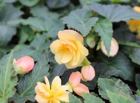 Begónie hlíznatá 'Illumination Apricot' - Begonia tuberhybrida 'Illumination Apricot'