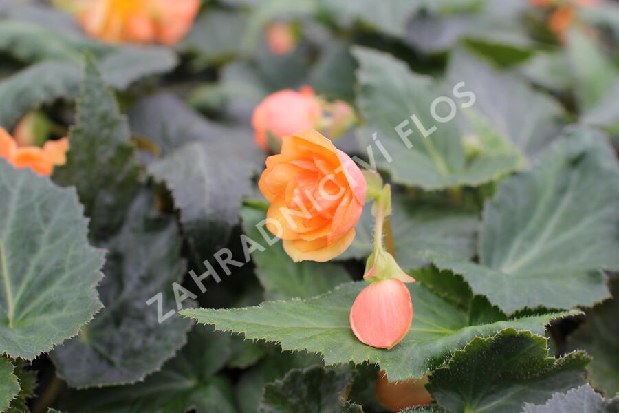 Begónie hlíznatá 'Illumination Apricot' - Begonia tuberhybrida 'Illumination Apricot'